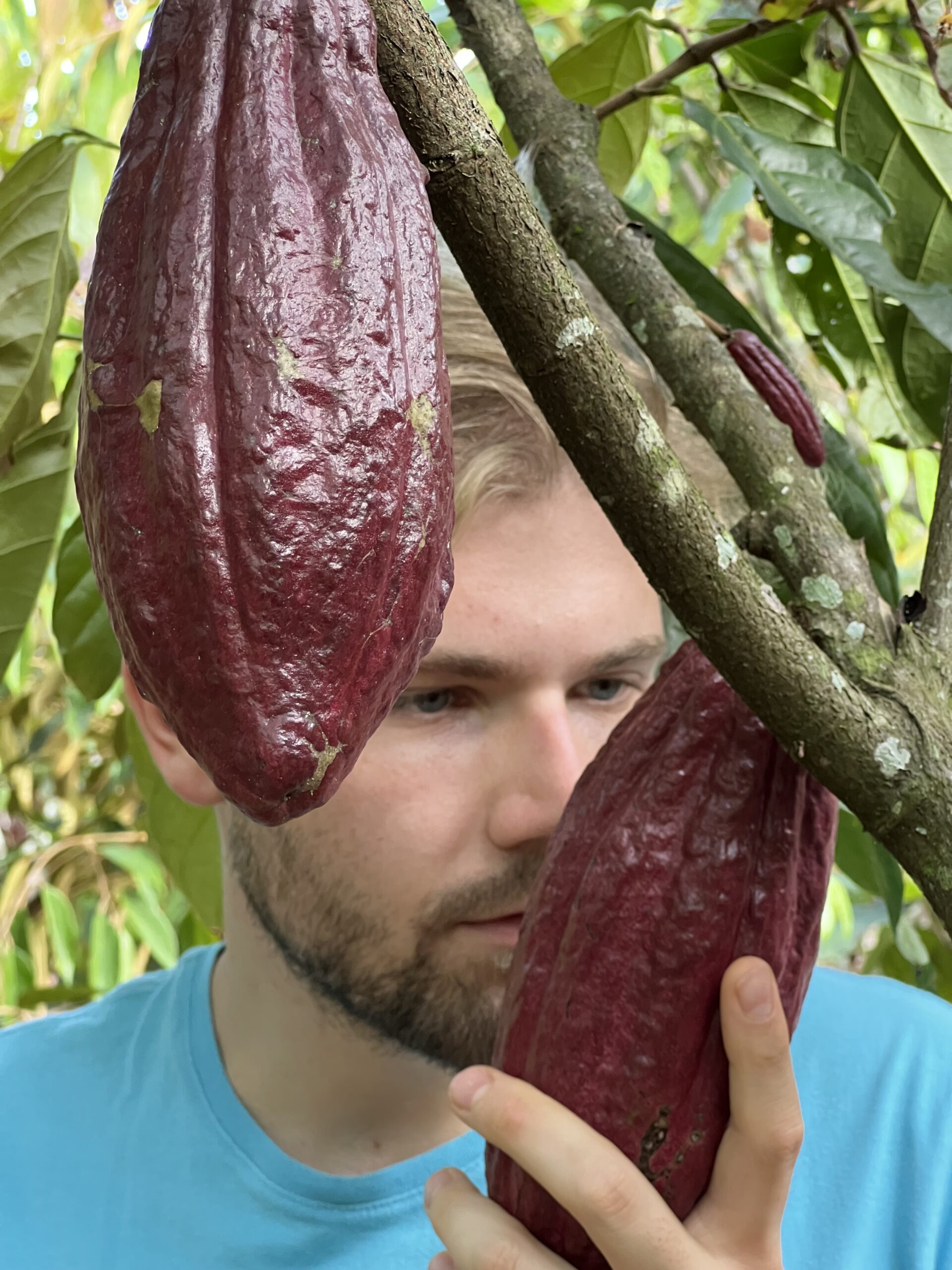 Culture agricole de nos fèves de cacao Tree to Bean